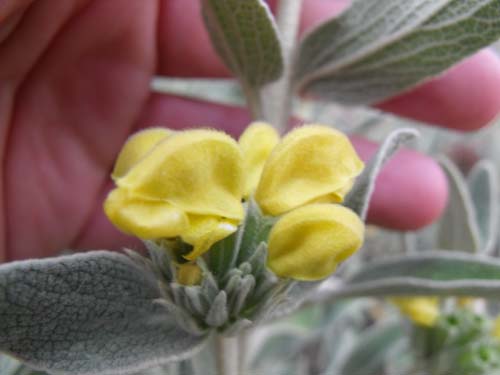 Phlomis fruticosa / Salvione Giallo